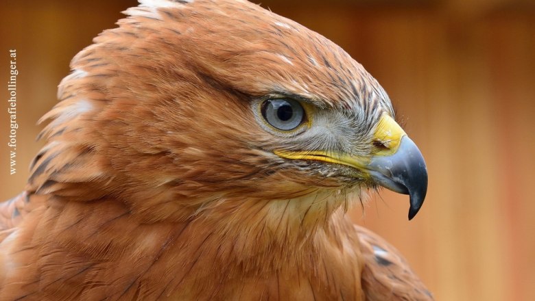 Falkenhof, © Eveline Hollinger Falkenhof, © Eveline Hollinger