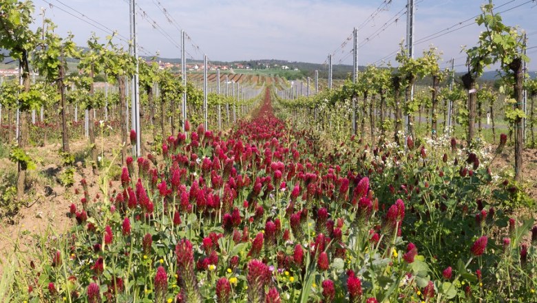 Winzerhof Hauer, © Familie Hauer Winzerhof Hauer, © Familie Hauer