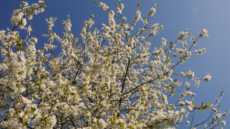 13-garten-kirschbluete, © Gabriele Prandstetter 13-garten-kirschbluete, © Gabriele Prandstetter
