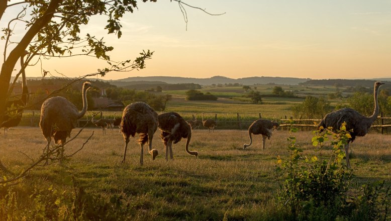 Straußenland Gärtner, © Franz Zwickl Strauße auf einer Wiese bei Sonnenuntergang.