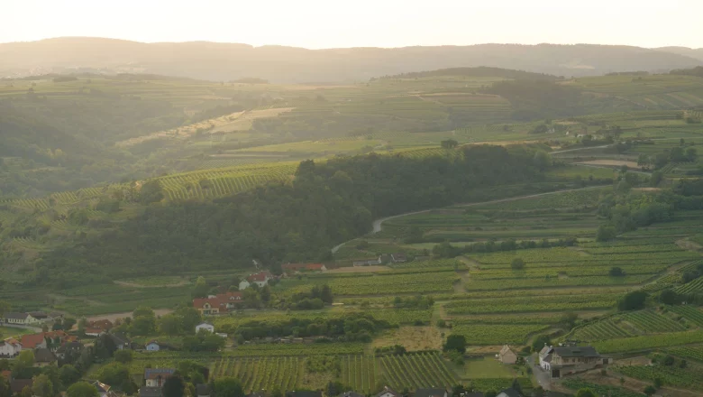 Kamptalwarte am Heidenreichstein, © Matthias Schickhofer Landschaft mit Weinbergen und Hügeln im Sonnenuntergang.
