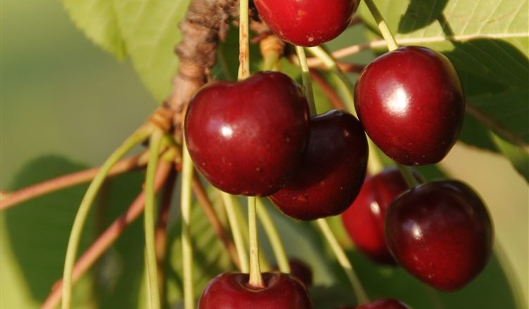 11-garten-kirschen, © Gabriele Prandstetter 11-garten-kirschen, © Gabriele Prandstetter