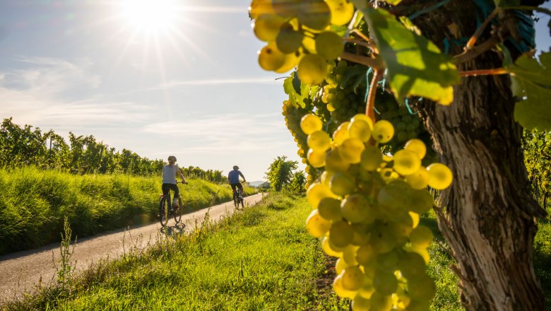 Radfahren in Langenlois, © POV Robert Herbst