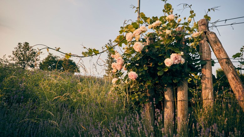 Rosen am GARTENWEG Schiltern, © Andreas Hofer Photography