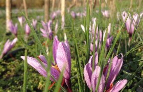 Bio Safran Langenlois, &copy; Theresa Loimer