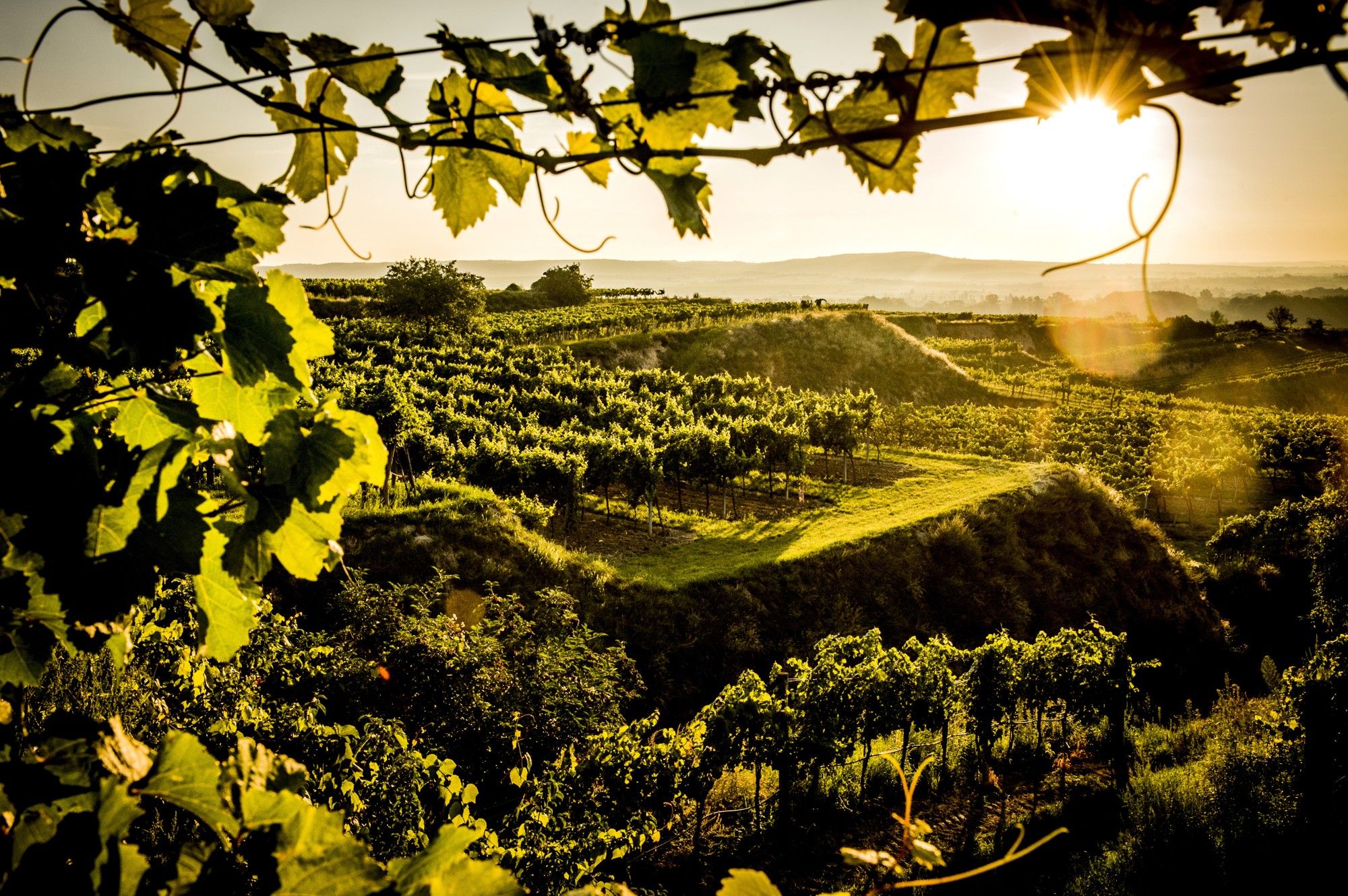 Weinberge bei Sonnenuntergang in Gobelsburg, umrahmt von Weinblättern.