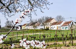 Kirschblüten im Vordergrund, dahinter eine Kellergasse mit Weinreben.