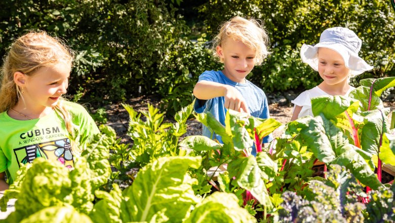 Kinder gärtnern im Gemüsebeet