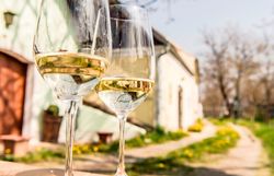 Zwei Gläser mit erfrischendem Weißwein stehen einladend auf einem Tisch, umgeben von blühenden Wiesen und sanften Hügeln. Die warmen Sonnenstrahlen tauchen die Landschaft in ein goldenes Licht und laden dazu ein, die Schönheit des Weinfrühlings zu genießen.