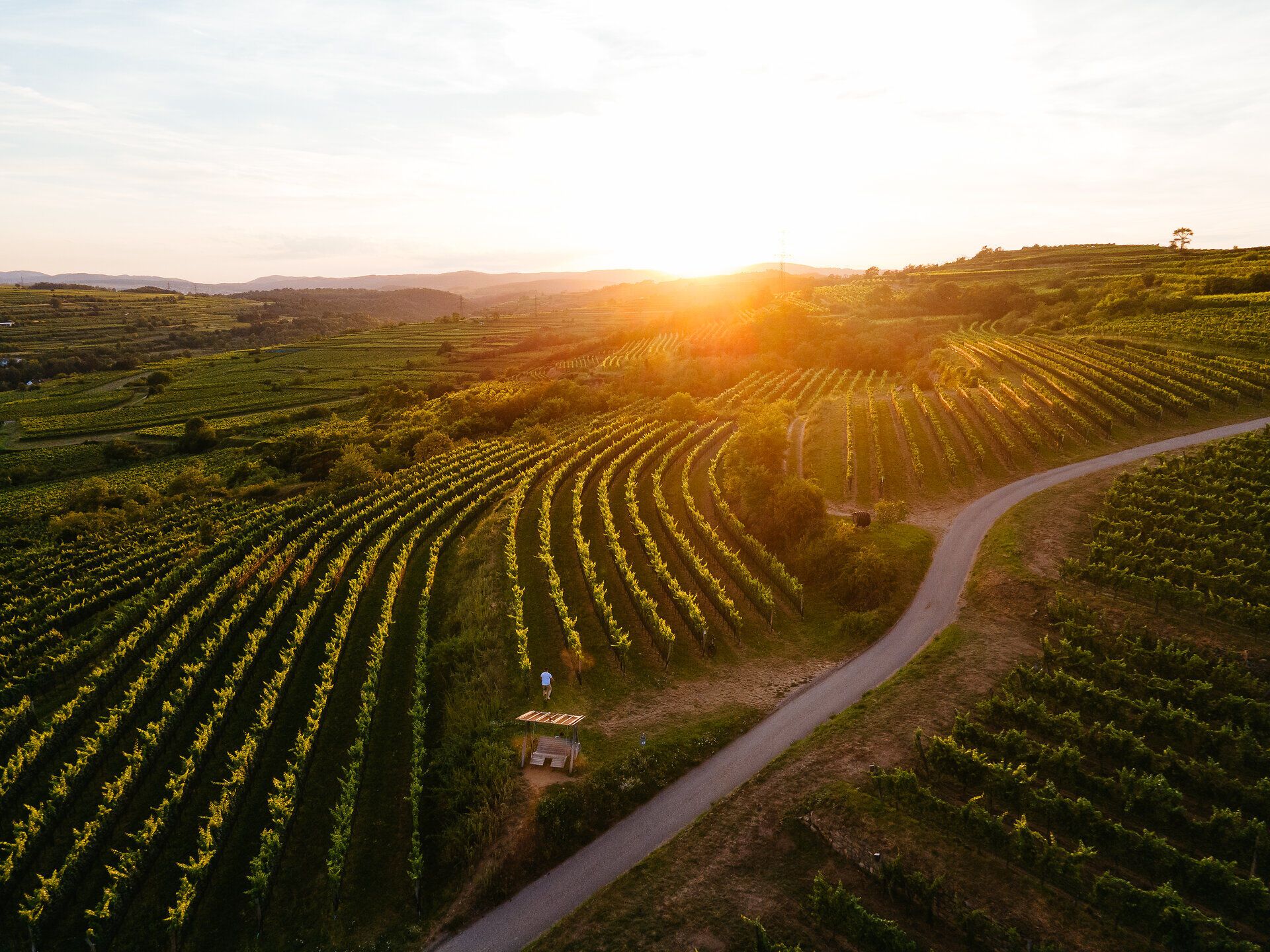 Die sanften Hügel des Waldviertels sind mit üppigen Weinreben bedeckt, die im warmen Licht der Abendsonne leuchten. Radfahrer genießen die malerische Landschaft und die frische Luft, während sie durch die idyllischen Weinberge gleiten. Ein unvergessliches Erlebnis für alle, die die Schönheit der Natur und die Freude am Radfahren verbinden möchten.
