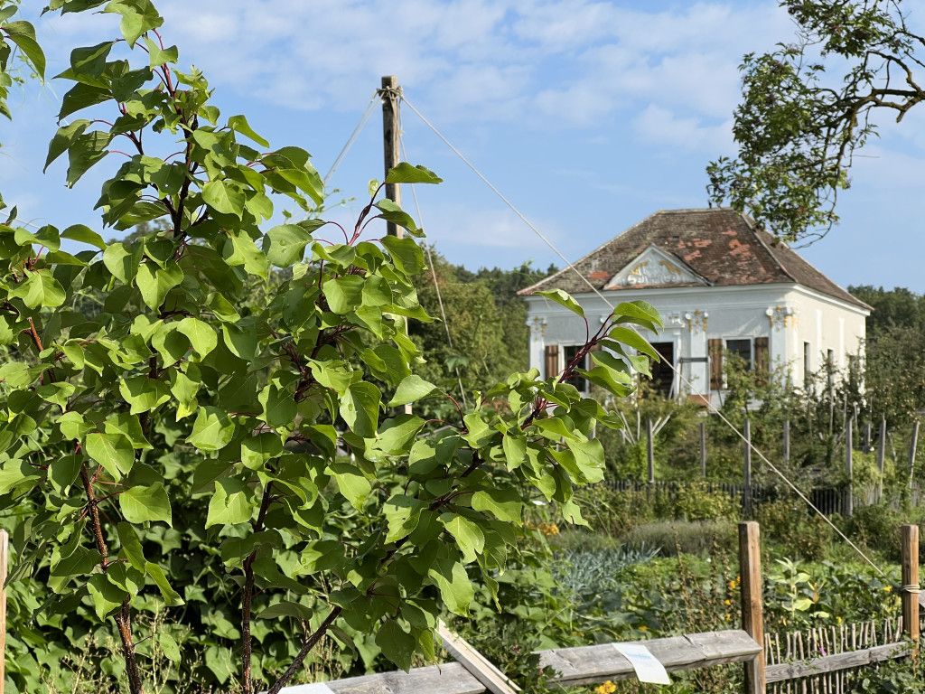 Obstbäume im ARCHE NOAH Schaugarten 