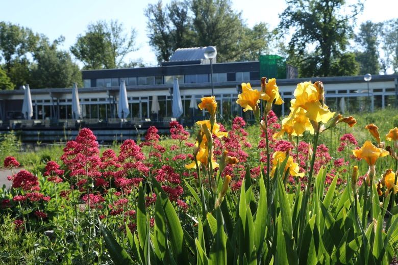 Blumenbeet mit gelben und roten Blumen vor einem modernen Gebäude mit Terrasse.