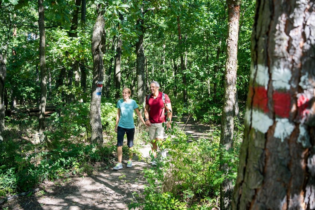 Wanderweg zur Kamptalwarte am Heiligenstein