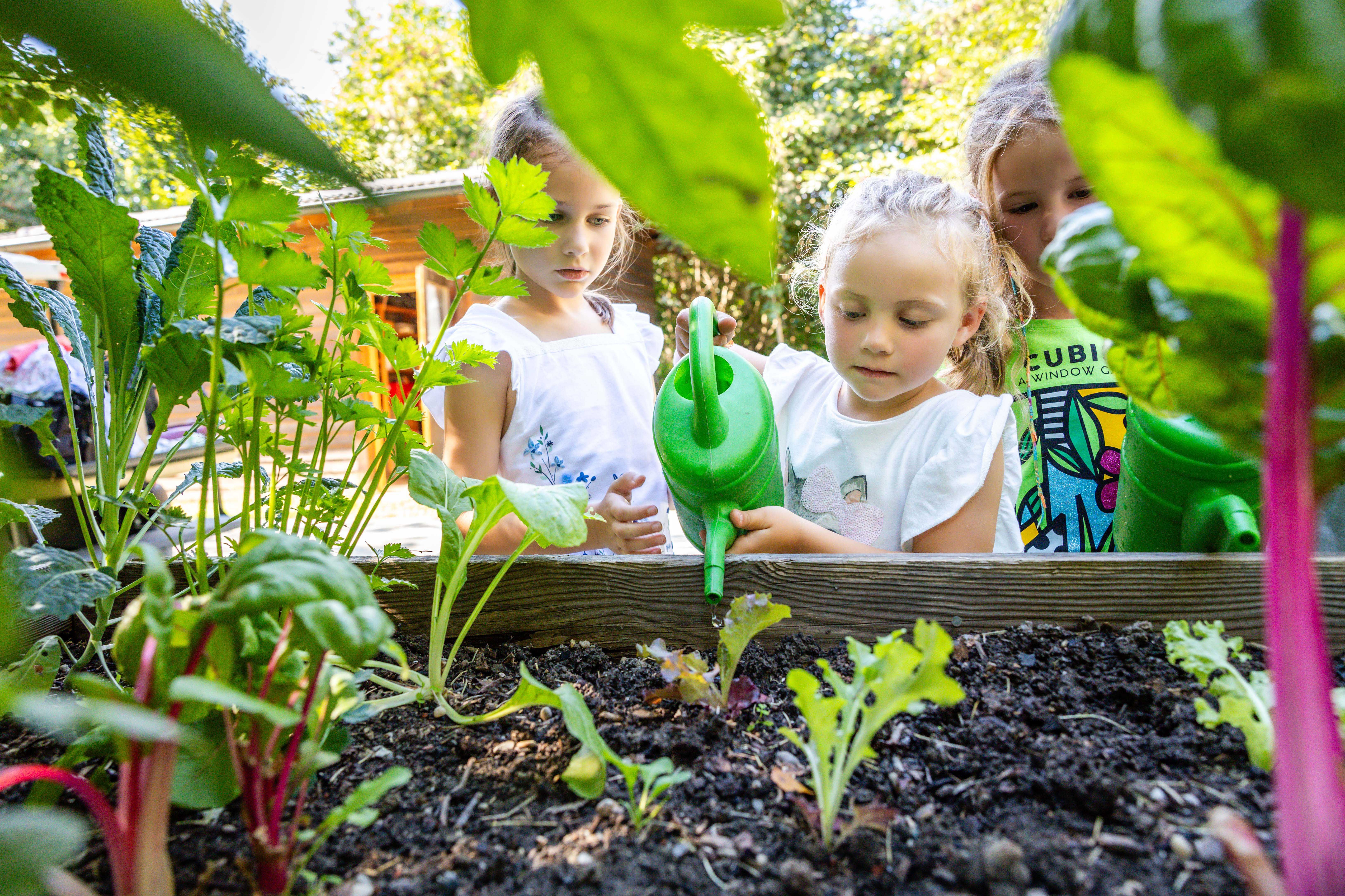 Kinder gärtnern im Gemüsebeet