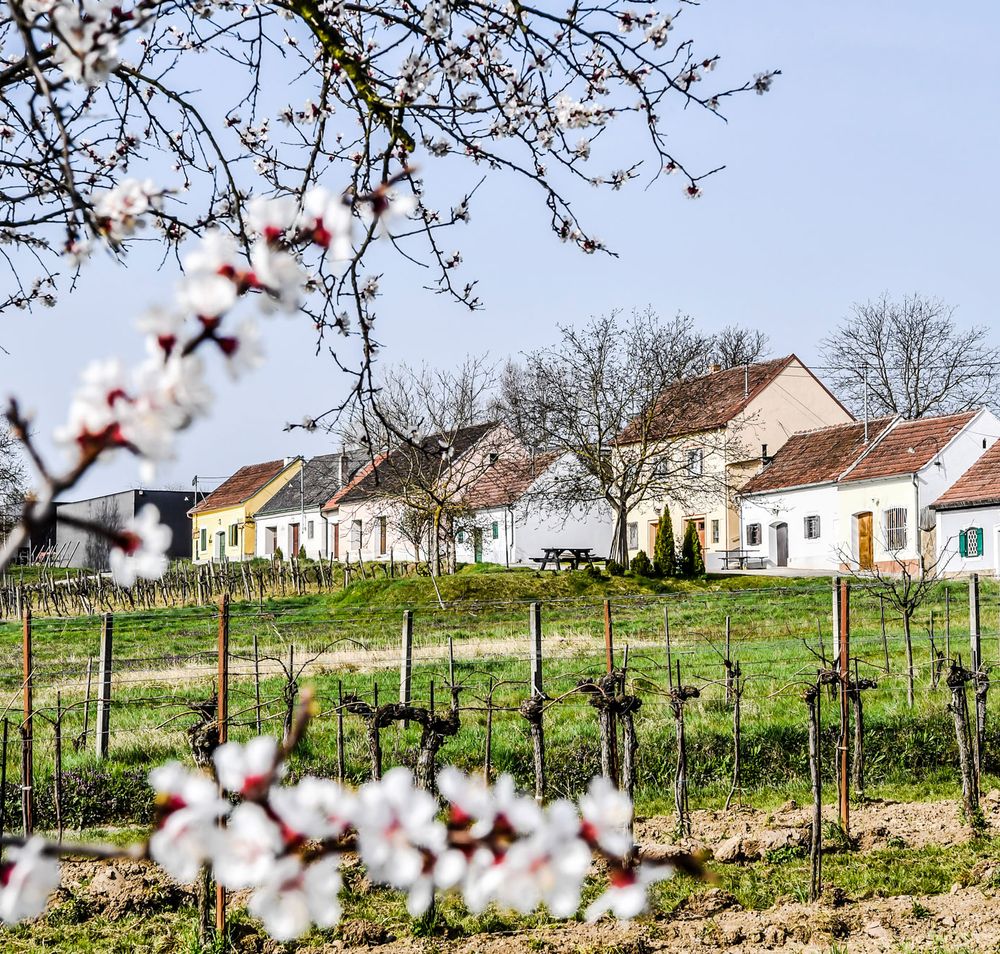 Kirschblüten im Vordergrund, dahinter eine Kellergasse mit Weinreben.