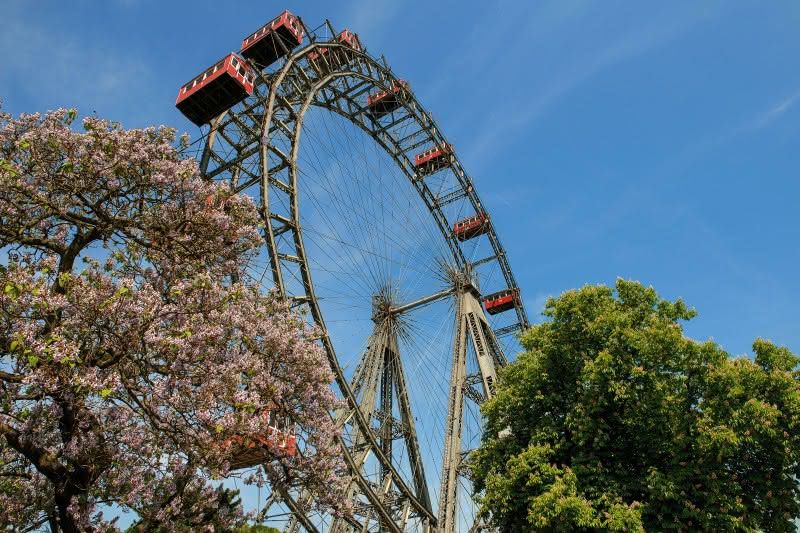 Riesenrad mit Kirschblüte und Baum im Vordergrund. 