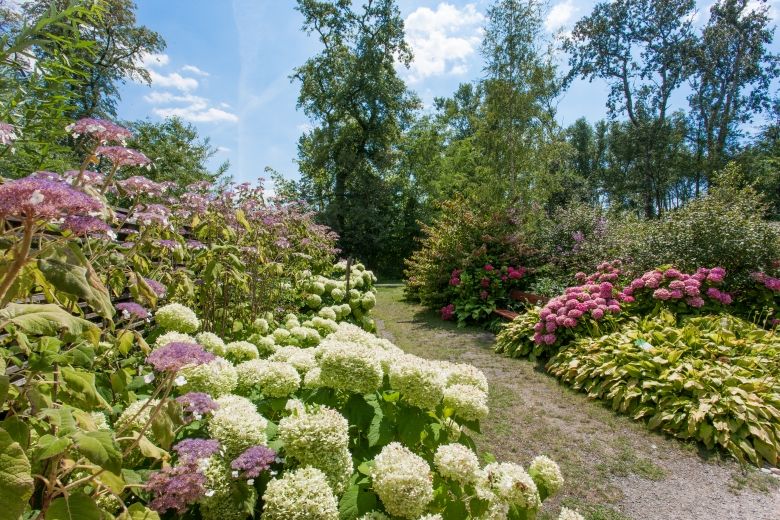 Ein Gartenweg umgeben von blühenden Hortensien in verschiedenen Farben unter einem blauen Himmel.