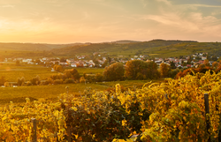 Die sanften Hügel des Kamptals sind in warmes Licht getaucht, während die Weinreben in voller Pracht erblühen. Ein malerisches Dorf schmiegt sich an die Ufer des ruhigen Flusses, umgeben von der idyllischen Landschaft, die zum Verweilen und Entdecken einlädt.