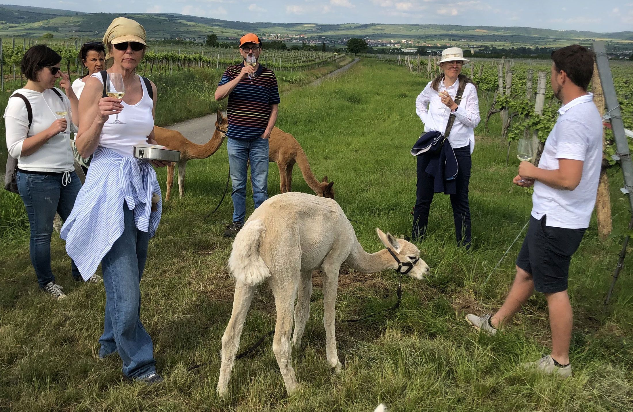 Weinerlebniswanderung mit Alpakas