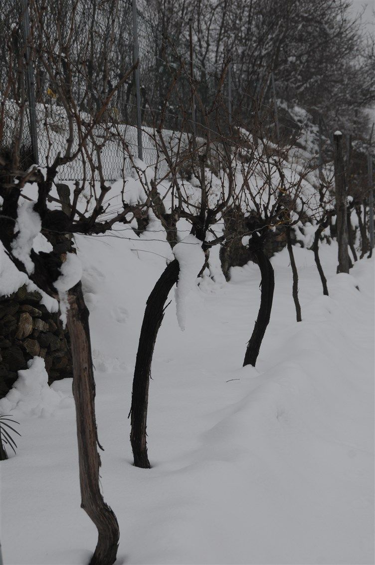 15-garten-winter