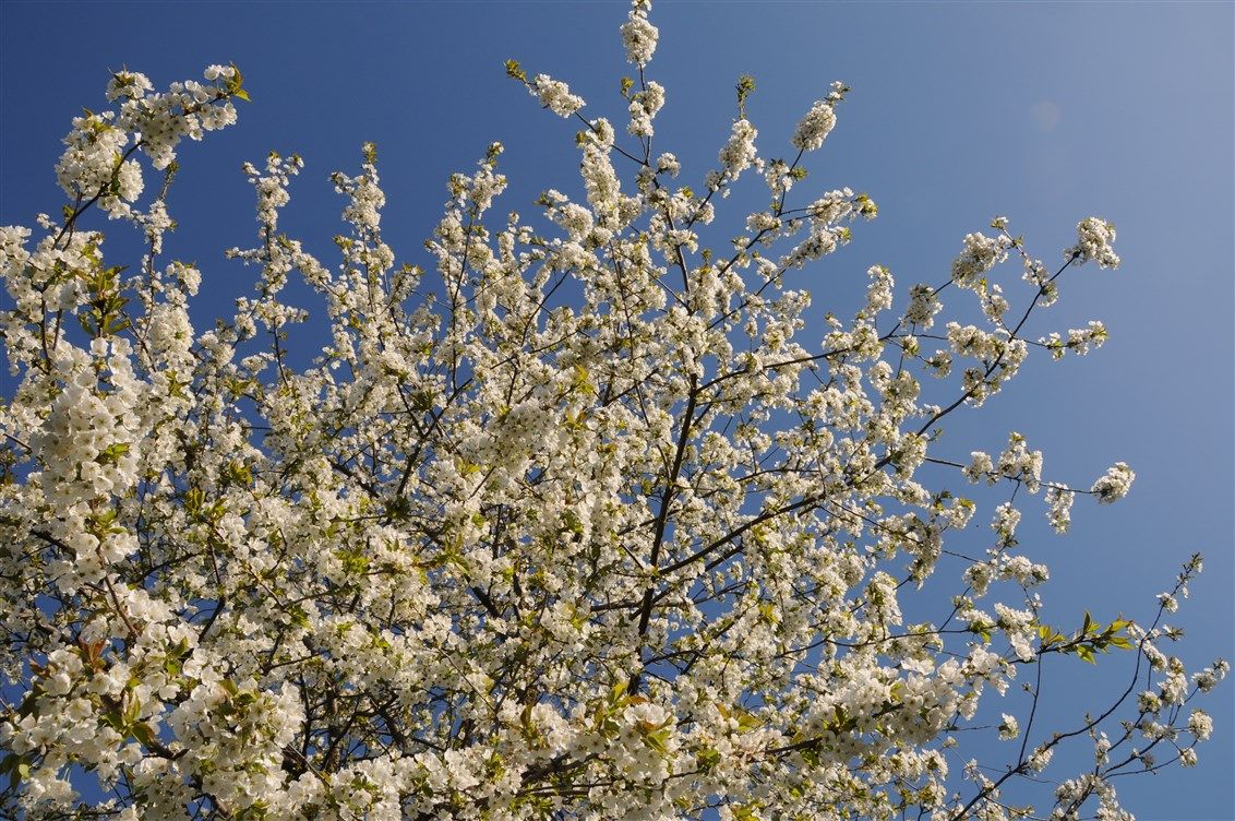 13-garten-kirschbluete
