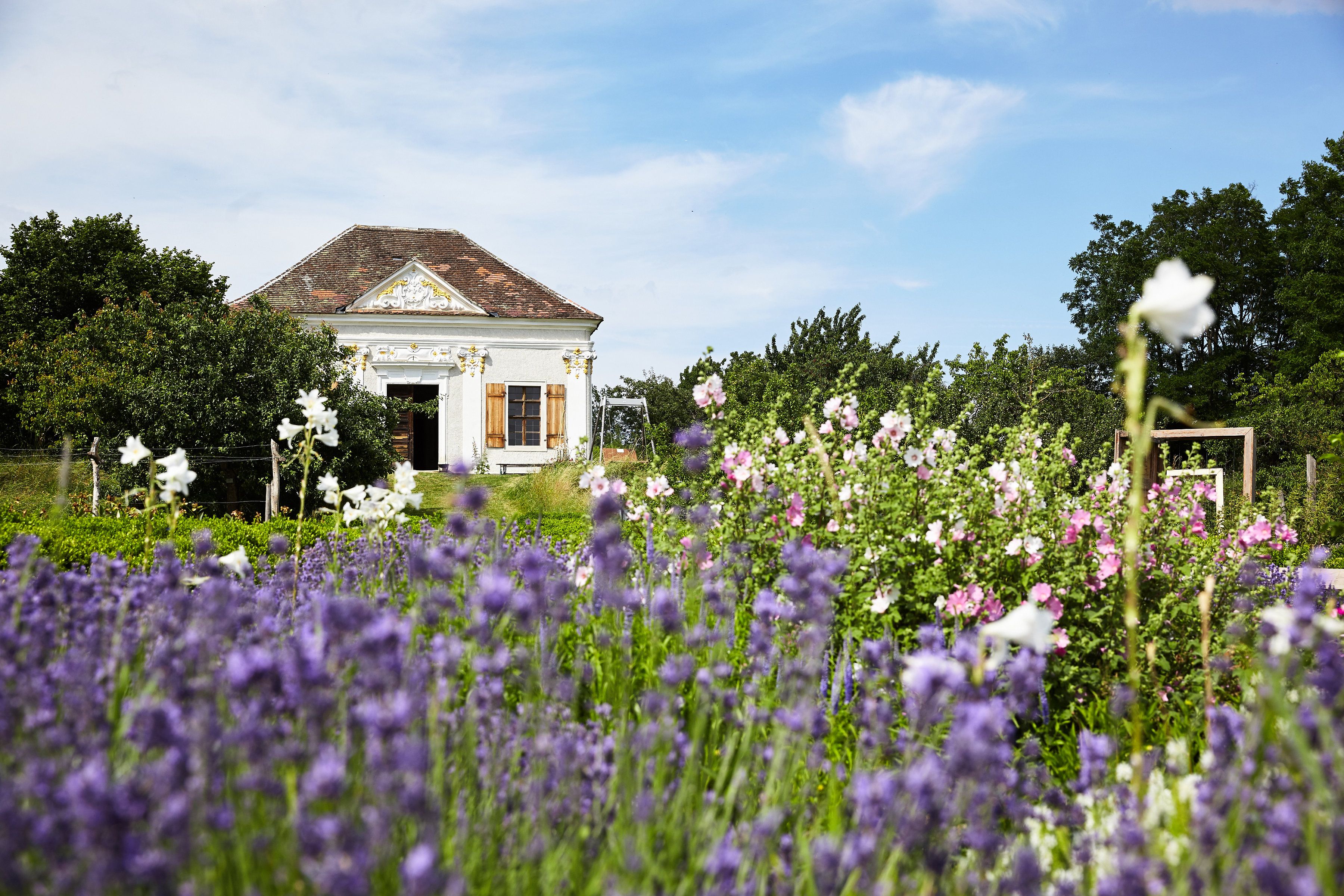 Garten mit lilanen Blumen, im Hintergrund ein weißes Haus.