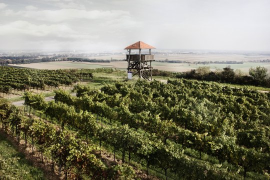 Aussichtsturm am Gobelsberg, © POV Robert Herbst