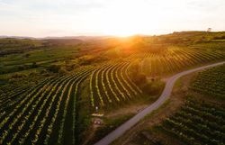 Die sanften Hügel des Waldviertels sind mit üppigen Weinreben bedeckt, die im warmen Licht der Abendsonne leuchten. Radfahrer genießen die malerische Landschaft und die frische Luft, während sie durch die idyllischen Weinberge gleiten. Ein unvergessliches Erlebnis für alle, die die Schönheit der Natur und die Freude am Radfahren verbinden möchten.