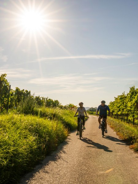 Durch die Weingärten von Langenlois mit dem Rad, © POV Robert Herbst