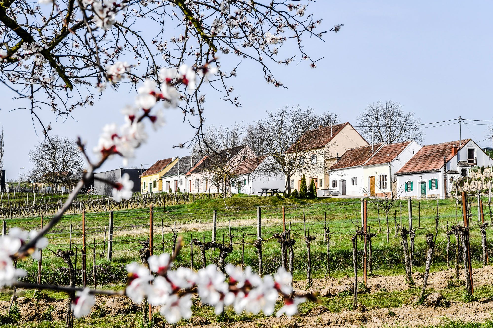 Kirschblüten im Vordergrund, dahinter eine Kellergasse mit Weinreben.