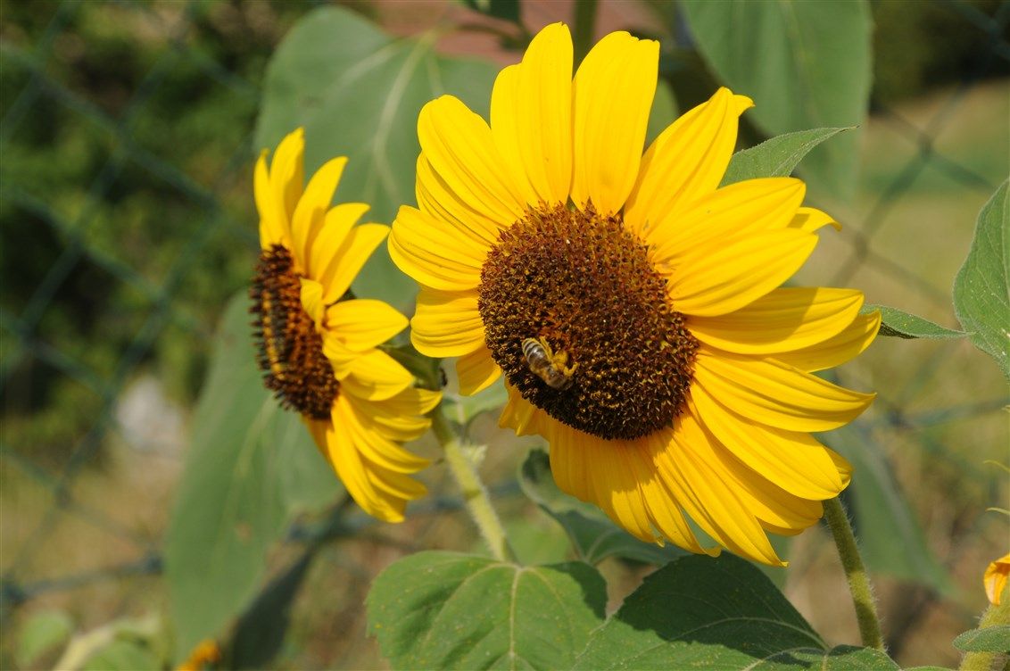 10-garten-sonnenblumen