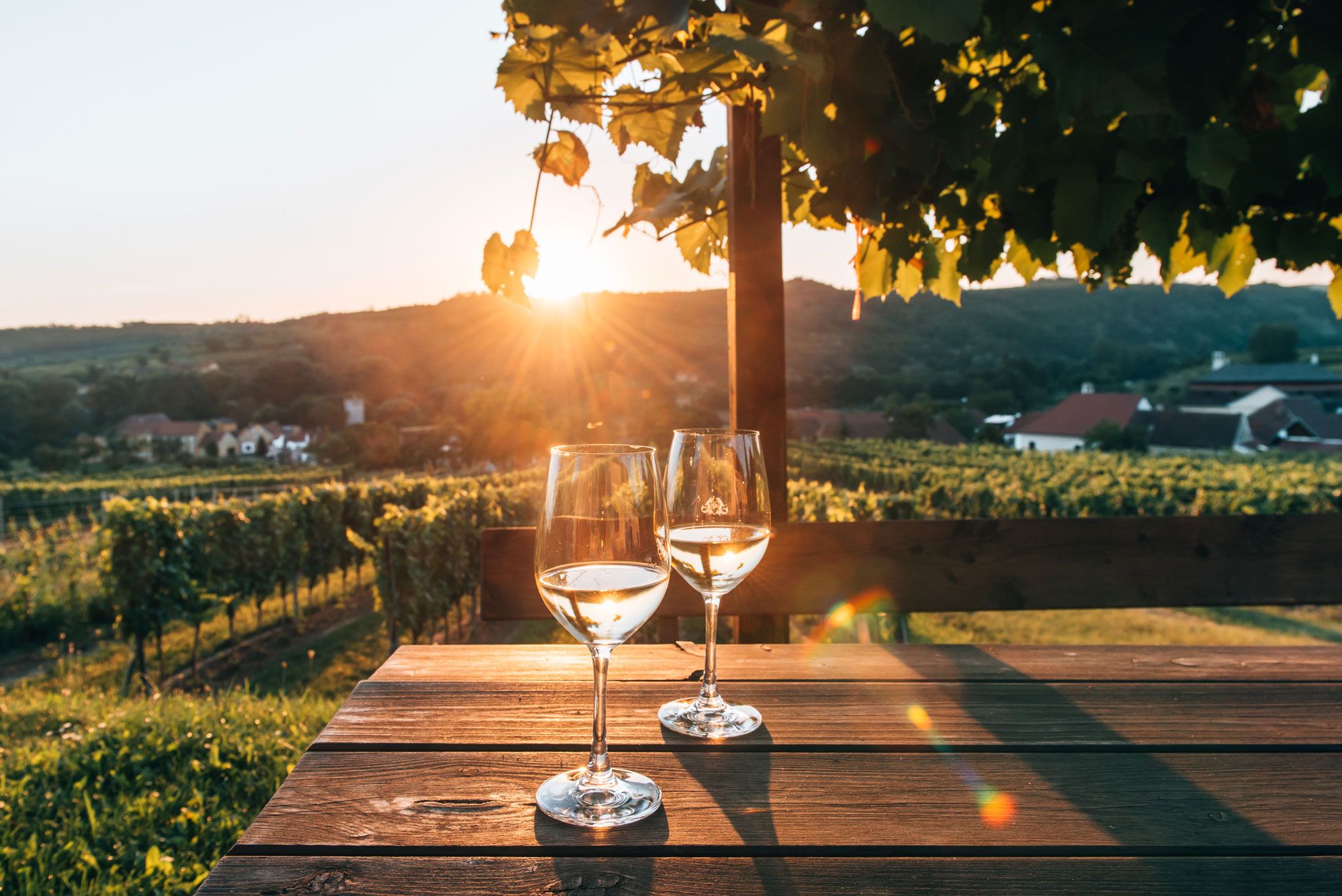 2 Weingläser bei Sonnenuntergang auf einem Holztisch. Im Hintergrund die Weinreben.