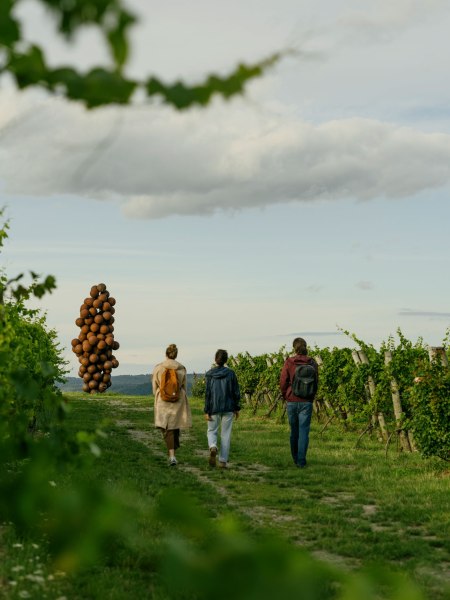 WEINWEG Langenlois, &copy; Nieder&ouml;sterreich-Werbung/Julius Hirtzberger