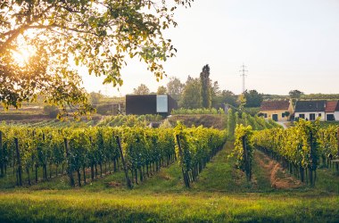 Moderne Architektur in der traditionellen Kellergasse, © Weingut Fred Loimer