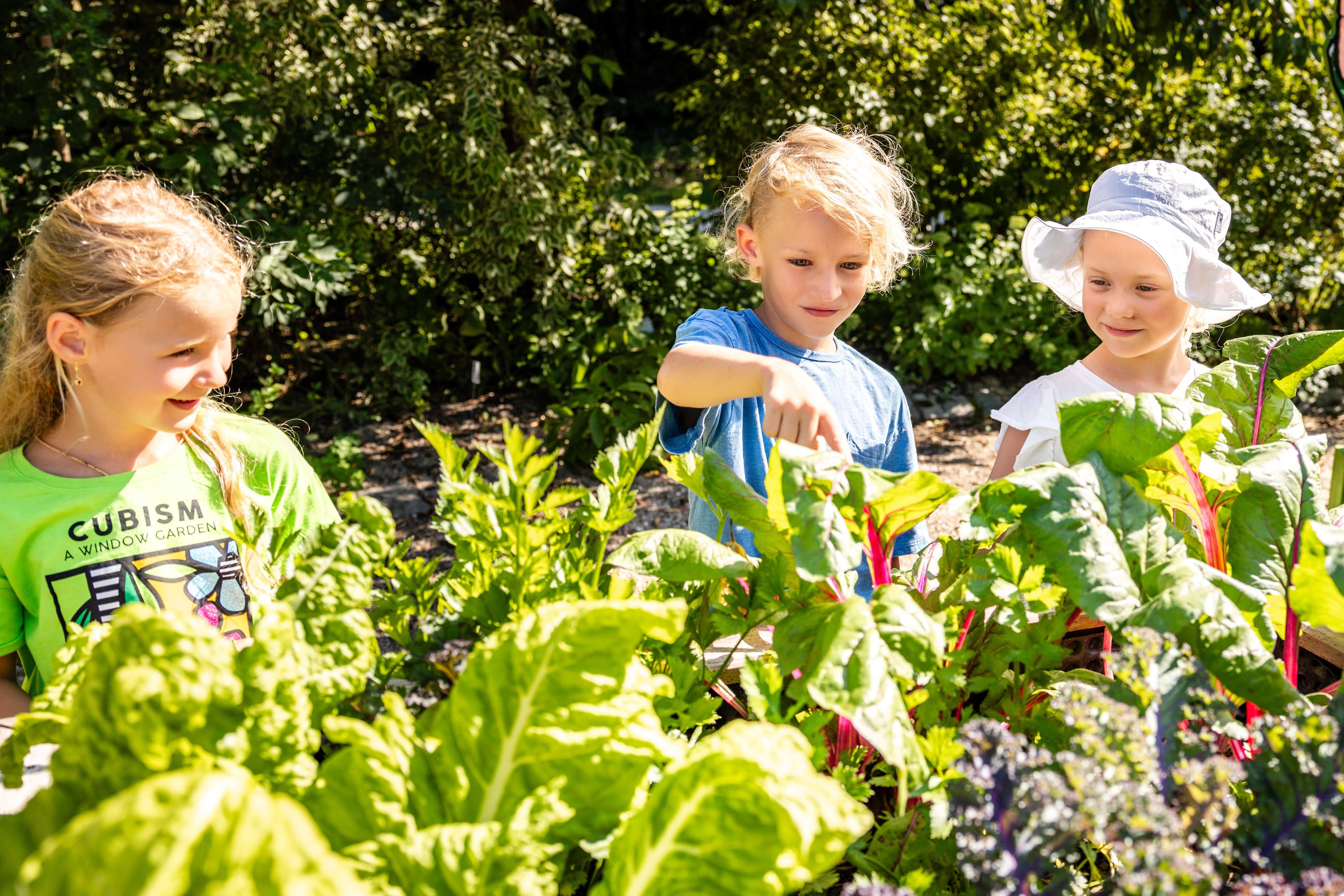 Kinder gärtnern im Gemüsebeet
