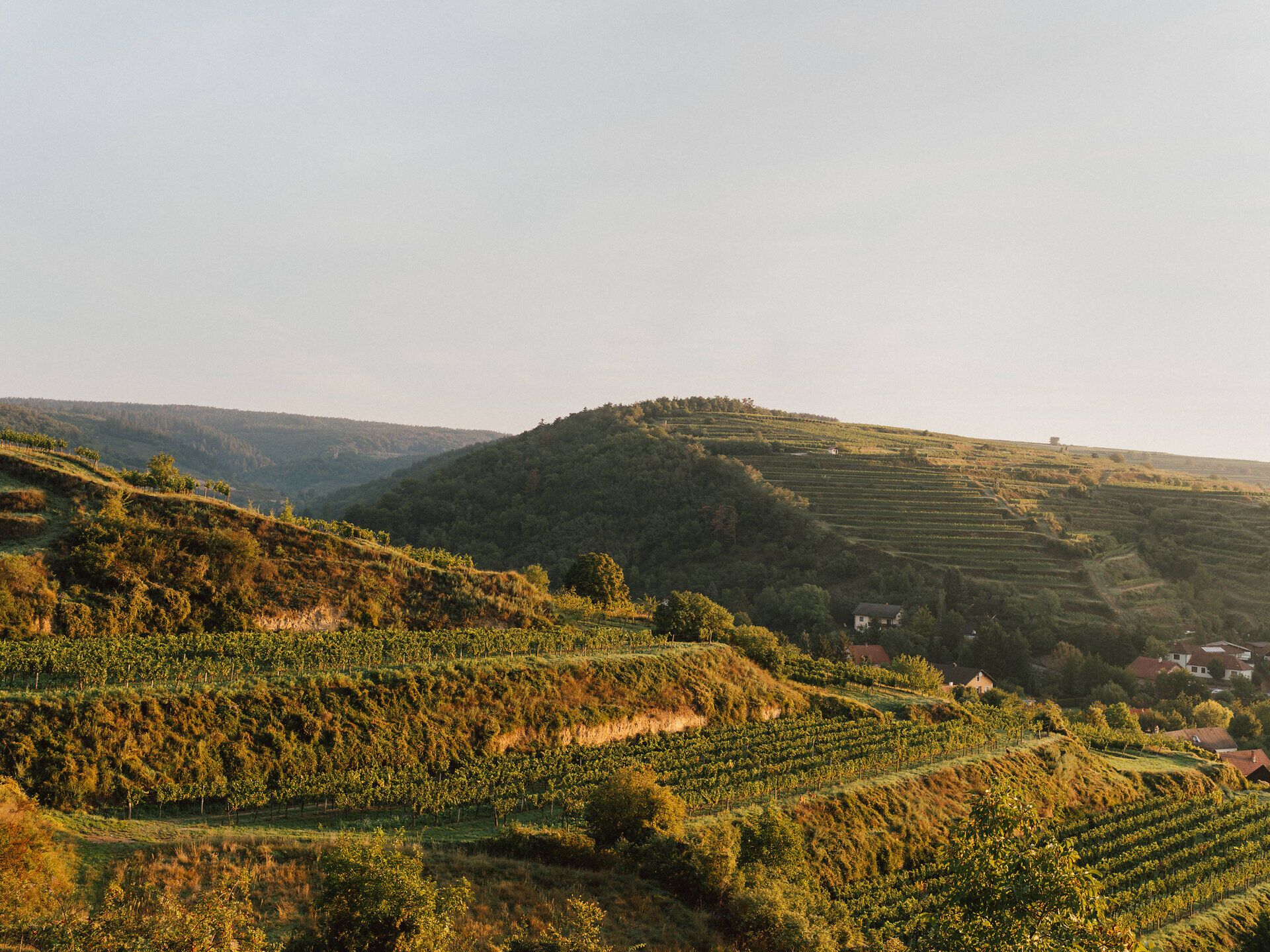 Sanfte Hügel, bedeckt mit üppigen Weinreben, erstrecken sich bis zum Horizont und laden zu einem entspannenden Spaziergang ein. Die goldenen Strahlen der Abendsonne tauchen die Landschaft in ein warmes Licht, während die frische Luft den Duft von reifen Trauben verbreitet. Ein perfekter Ort, um die Schönheit der Natur und die Ruhe der Umgebung zu genießen.