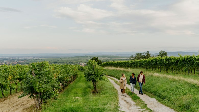 WEINWEG Langenlois, © Niederösterreich-Werbung/Julius Hirtzberger