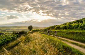 Radeln in den Weinbergen, © POV Robert Herbst