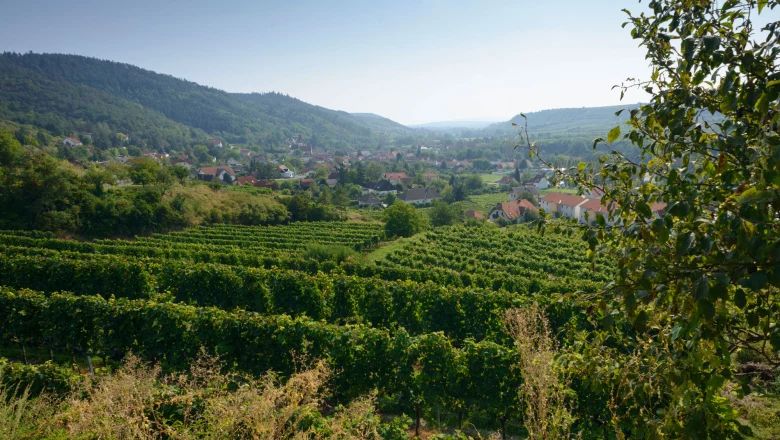 Blick auf Weinberge und ein Dorf im Kamptal, umgeben von Hügeln und Bäumen.