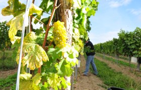 Weingut Thomas Herndler, © Point of view-Robert Herbst