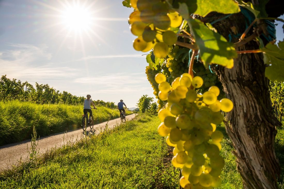 Radfahren im Kamptal