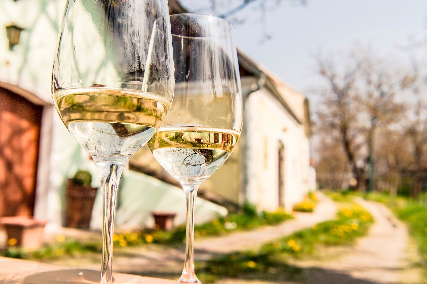 Zwei Gläser mit erfrischendem Weißwein stehen einladend auf einem Tisch, umgeben von blühenden Wiesen und sanften Hügeln. Die warmen Sonnenstrahlen tauchen die Landschaft in ein goldenes Licht und laden dazu ein, die Schönheit des Weinfrühlings zu genießen.