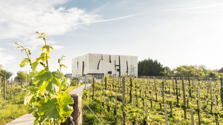Steininger LOISIUM WeinWelt, © POV Robert Herbst