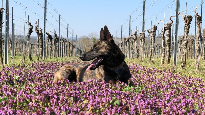 Urlaub mit Hund, © POV Robert Herbst