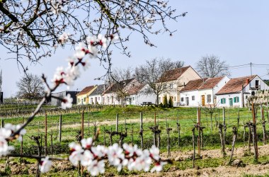 Frühling in der Kellergasse, © POV Robert Herbst