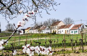 Frühling in der Kellergasse, © POV Robert Herbst