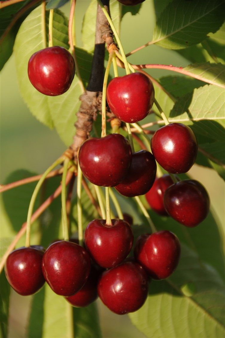 11-garten-kirschen