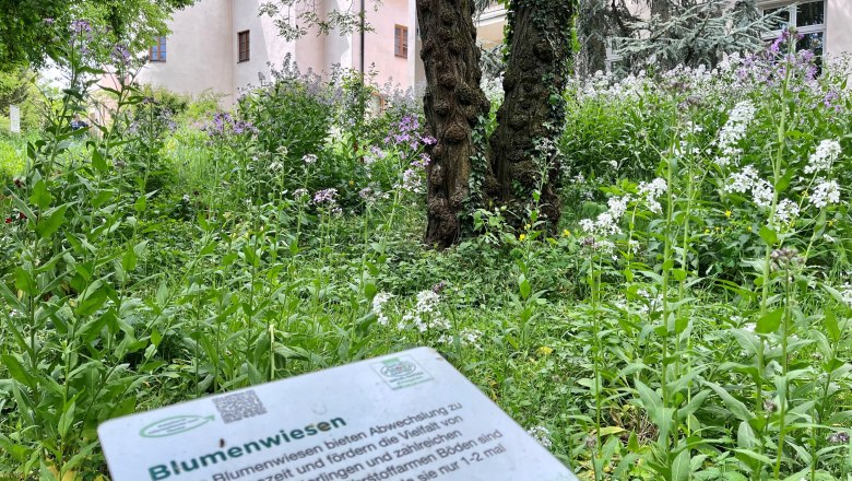 Blumenwiese vor Schloss Schiltern mit Infotafel im Vordergrund.