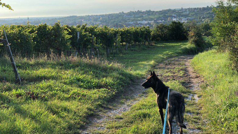 Mit dem Hund unterwegs, © POV Robert Herbst