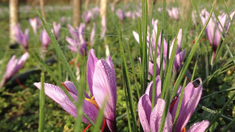 Bio Safran Langenlois, &copy; Theresa Loimer